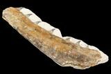 Fossil Mosasaur (Tethysaurus) Jaw Section - Goulmima, Morocco #107086-3